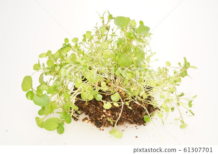 Watercress 61307701
