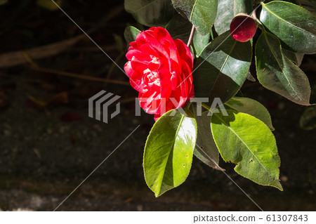 Blossom of red camellia 61307843