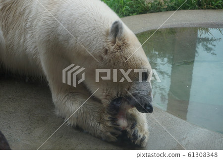 Polar bears Polar bears 61308348