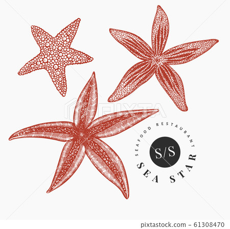 Seastars illustration set. Hand drawn vector 61308470