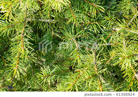 Brightly green prickly branches of a fur-tree or pine Brightly green prickly branches of a fur-tree or pine 61308924