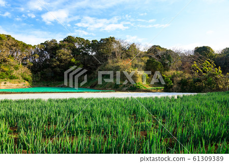 Field (winter) Field (winter) 61309389