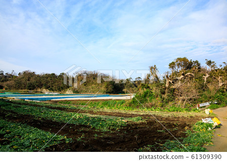 Field (winter) Field (winter) 61309390