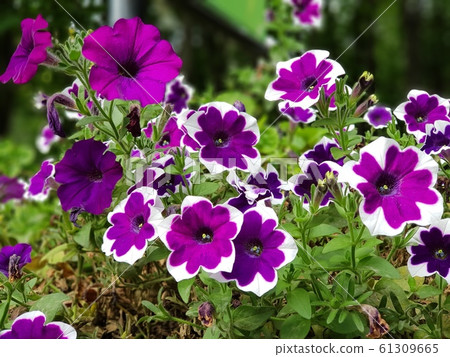 White-purple flowers in the summer season White-purple flowers in the summer season 61309665