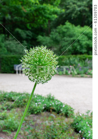 Walk through the Tiergarten park 61309703