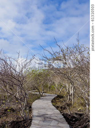 Cerro Tijeretas at San Cristobal Island in 61310503