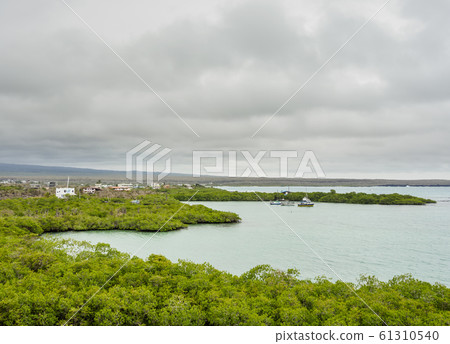 Santa Cruz Island, Galapagos, Ecuador 61310540