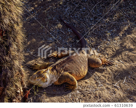 Land iguana at Santa Cruz Island, Galapagos, Land iguana at Santa Cruz Island, Galapagos, 61310639