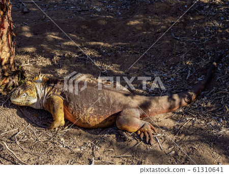 Land iguana at Santa Cruz Island, Galapagos, Land iguana at Santa Cruz Island, Galapagos, 61310641