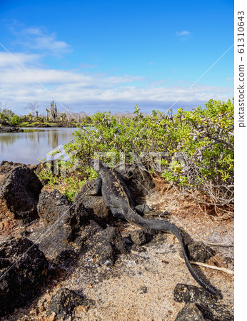 Marine iguana at Santa Cruz Island, Galapagos, Marine iguana at Santa Cruz Island, Galapagos, 61310643