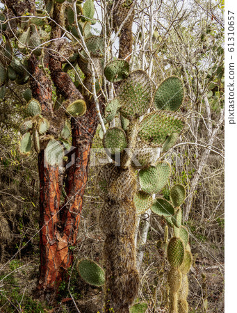 Opuntia echios at Santa Cruz Island, Galapagos, 61310657