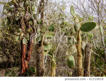 Opuntia echios at Santa Cruz Island, Galapagos, Opuntia echios at Santa Cruz Island, Galapagos, 61310658