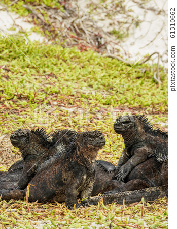 Marine iguana at Santa Cruz Island, Galapagos, 61310662