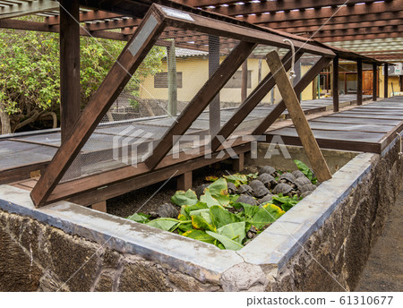 Giant Tortoises breeding center at Isabela Island, 61310677