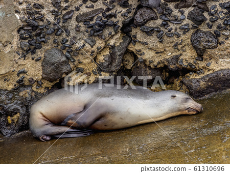 Sea Lion at Espanola Island, Galapagos, Ecuador 61310696