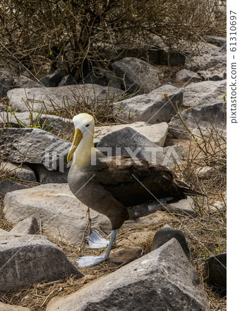 Waved albatross at Espanola Island, Galapagos, 61310697
