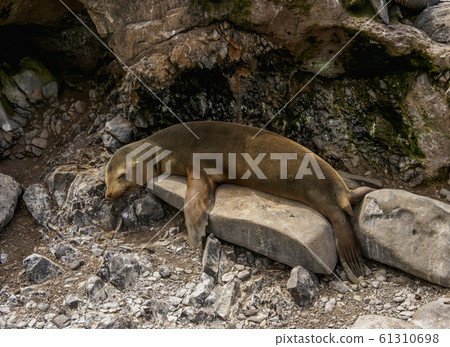 Sea Lion at Espanola Island, Galapagos, Ecuador 61310698