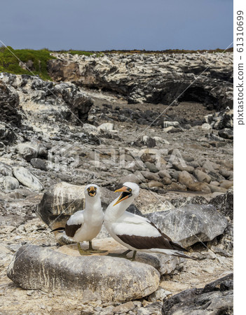 Nazca boobies at Espanola Island, Galapagos, 61310699
