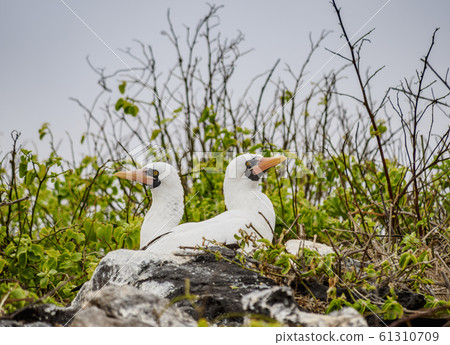 Nazca boobies at Espanola Island, Galapagos, Nazca boobies at Espanola Island, Galapagos, 61310709