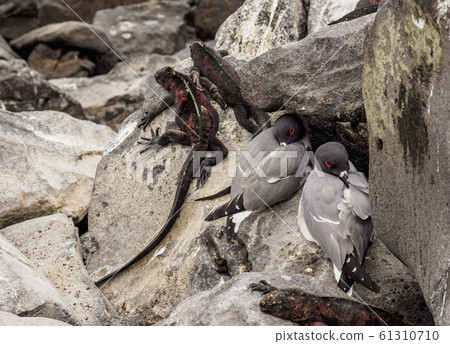 Marine iguanas at Espanola Island, Galapagos, 61310710