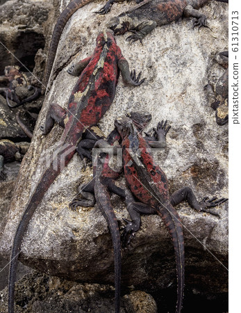 Marine iguanas at Espanola Island, Galapagos, Marine iguanas at Espanola Island, Galapagos, 61310713