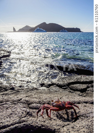 Sullivan Bay at Santiago or James Island in 61310760
