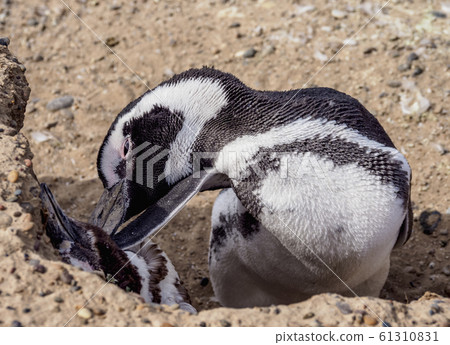 Magellanic penguins at Valdes Peninsula in Magellanic penguins at Valdes Peninsula in 61310831