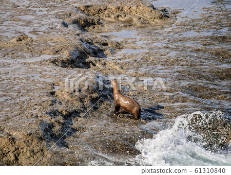 South American Sea Lion at Valdes Peninsula, South American Sea Lion at Valdes Peninsula, 61310840