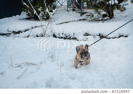 French bulldog in snow French bulldog in snow 61310947