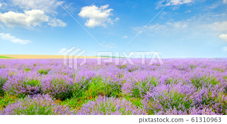 Blooming lavender in a field on a background of 61310963