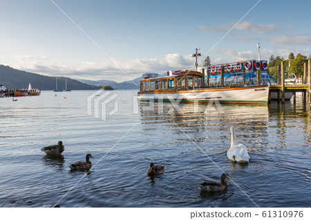 Ducks and Swan in Lake WIndrmere with Cruise boat 61310976