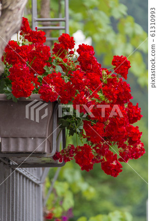 Red Geranium Flower pot on a gate in Beilstein in Red Geranium Flower pot on a gate in Beilstein in 61310993