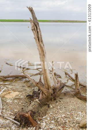 Broken tree branch at Larnaca salt-lake shore 61311009