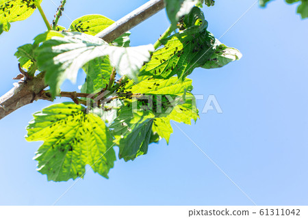 Aphid eats leaves of a tree. Tree disease Aphid eats leaves of a tree. Tree disease 61311042
