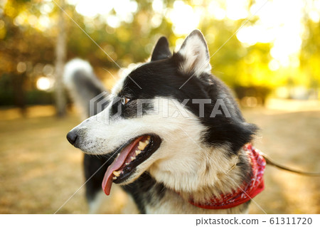 Portrait of gorgeous dog breeds husky in summer Portrait of gorgeous dog breeds husky in summer 61311720