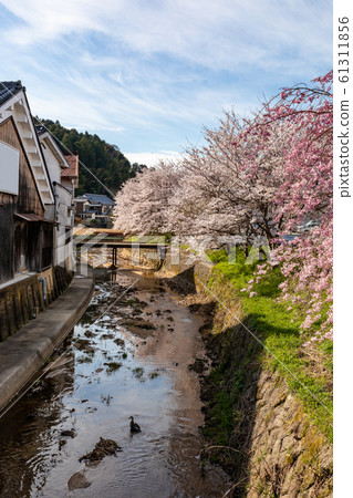 Sakuramankai Nara Ouda Sakuramankai Nara Ouda 61311856