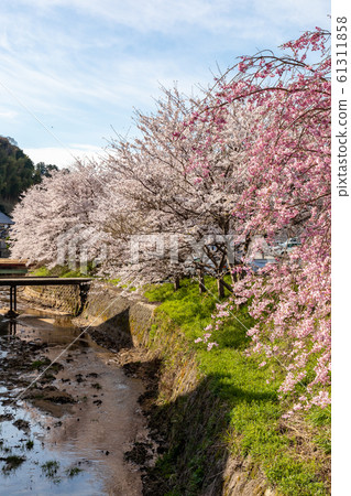 櫻滿海奈良大田 61311858