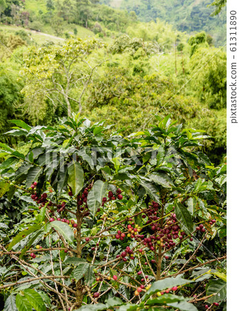 Coffea Plantation, Salento in Colombia 61311890