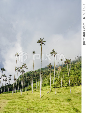 Cocora Valley near Salento in Colombia 61311897