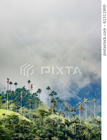 Cocora Valley near Salento in Colombia 61311900