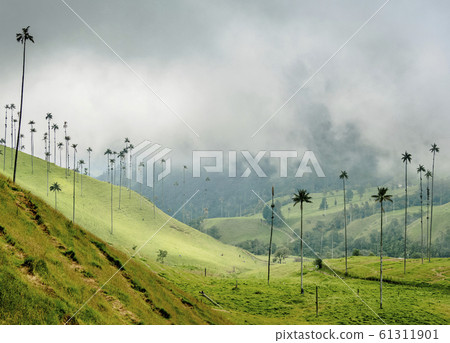 Cocora Valley near Salento in Colombia 61311901