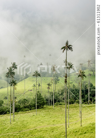 Cocora Valley near Salento in Colombia 61311902