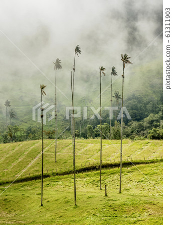 Cocora Valley near Salento in Colombia 61311903
