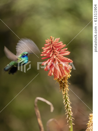 Colibri Hummingbird in Salento, Colombia 61311904