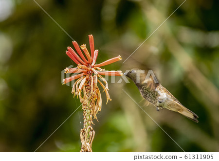 Colibri Hummingbird in Salento, Colombia 61311905