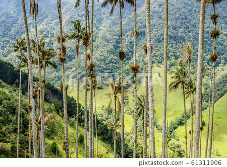 Cocora Valley near Salento in Colombia 61311906
