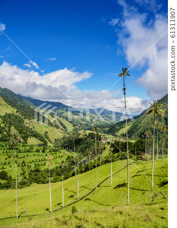 Cocora Valley near Salento in Colombia 61311907