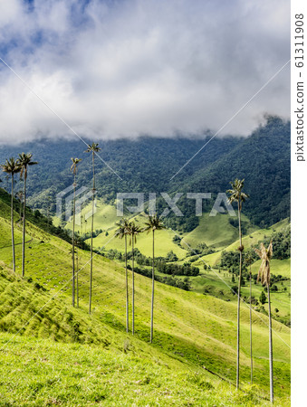 Cocora Valley near Salento in Colombia 61311908