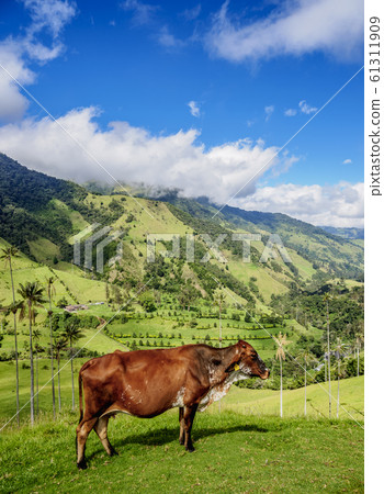 Cocora Valley near Salento in Colombia 61311909