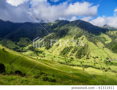 Cocora Valley near Salento in Colombia Cocora Valley near Salento in Colombia 61311911